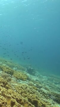 Colorful Marine Life Moving Around Coral Formations Underwater. Reef fish move above coral formations while blue water and layered reef textures remain visible.