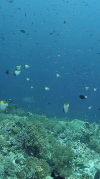 Colorful Reef Fish Swimming Above Coral Habitat Underwater. Reef fish move above coral formations while blue water and layered reef textures remain visible. Water clarity stays high.