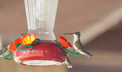 Humming Bird perched on a Feeder © 2N_Ranch