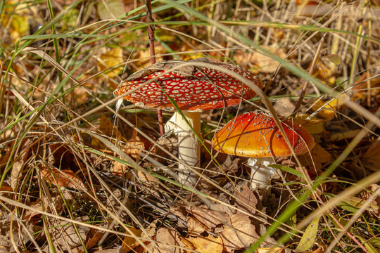 Red fly agaric mushrooms growing in dry autumn grass, Amanita muscaria in sunlit woodland with fallen leaves and seasonal forest atmosphere