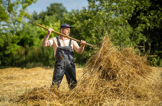 Farmer gathers hay with wooden pitchfork in sunlit field. Focused farm worker in overalls tends large pile of dry straw beneath leafy trees during harvest, lifting and gathering loose hay.
