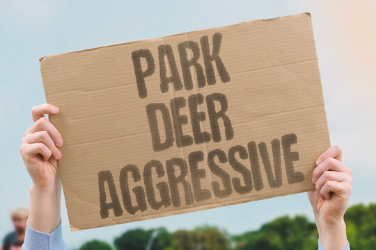 "Park deer aggressive" Rutting season makes stags dangerously bold. PARK. DEER. AGGRESSIVE. AUTUMN. INJURIES.