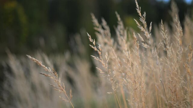 Dry meadow grass in warm evening light with soft bokeh