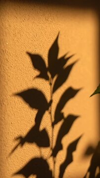 Shadows of leaves cast on a wall create a striking visual of nature's design