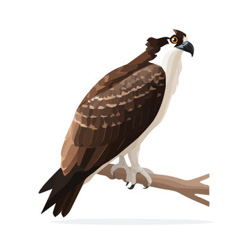 A simple and modern flat 2D vector of a Osprey, isolated on a pure white background.