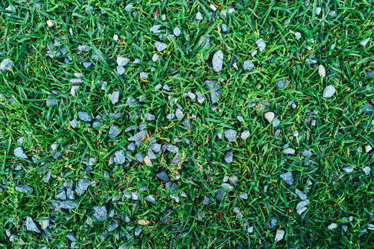 Green Grass With Scattered Grey Gravel Stones From Above