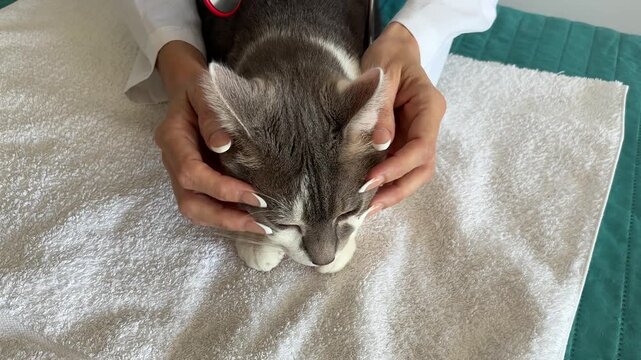 Veterinaria acariciando la cara de un gato para tranquilizarlo