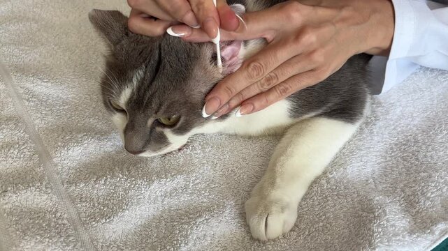 Veterinaria limpiando los o&iacute;dos de un gato con bastoncillo