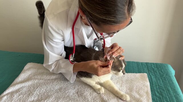 Veterinaria limpiando el o&iacute;do de un gato mestizo de pelo corto