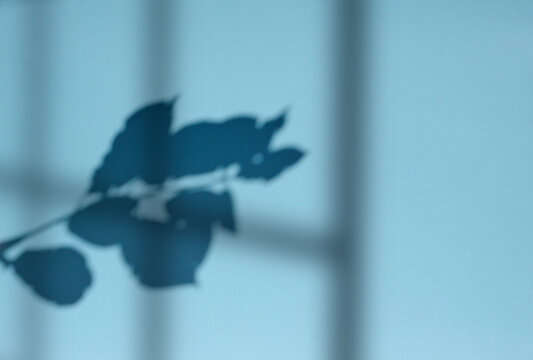 Scene for product demonstration and advertising with shadows from a window and a branch with leaves