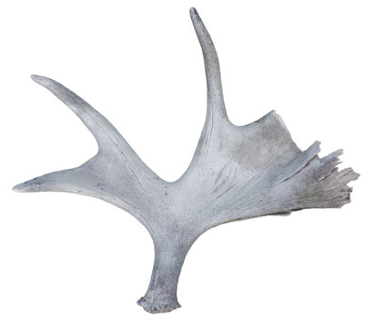 Moose antler isolated on a transparent background