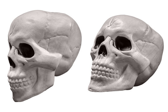 Side view of a fake plastic skull isolated on transparent background.