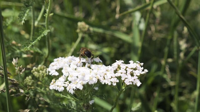 A bee collects pollen from small white flowers in a green meadow.