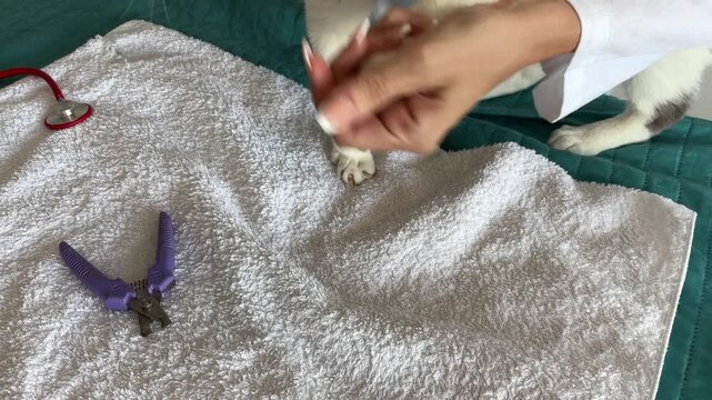 Veterinaria intentando cortar las u&ntilde;as de un gato inquieto