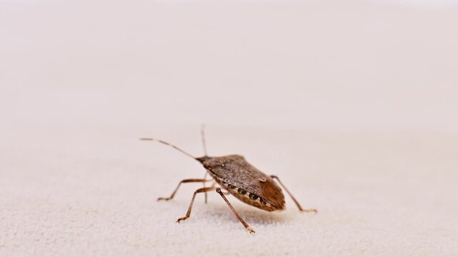 Brown stink bug moving on textured surface