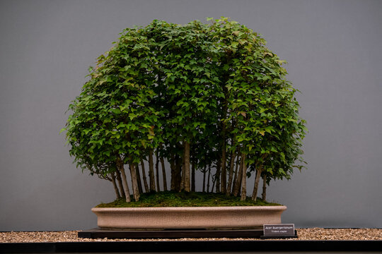 Trident Maple Forest Style Bonsai Tree Grouping. An exhibition studio shot of a Trident Maple (Acer buergerianum) forest-style (Yose-ue) bonsai arrangement, featuring multiple slender trunks creating 