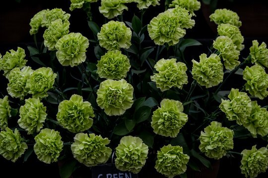 Full Bouquet of Vibrant Green Carnation Flowers. A dense top-down shot of lush, blooming green carnations (Dianthus caryophyllus) with ruffled frilly petals and dark foliage, ideal for unique floral a