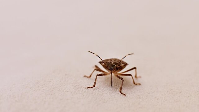 Brown shield bug standing on textured surface