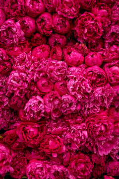 Full Frame Background of Magenta Pink Peony Flowers. A dense, full-frame background of vibrant deep pink and magenta peony blossoms packed tightly together, showcasing rich ruffled petals and intense 