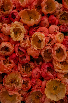 Vibrant Coral and Yellow Peony Flowers in Full Bloom. A lush, full-frame close-up view of vibrant coral, peach, and yellow peony flowers displaying rich yellow stamens and delicate layered petals, per