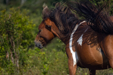 Pinto Wild Pony with a Wind-Tossed Mane © Kaitlind