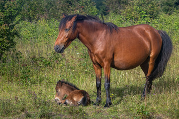 Obraz premium Bay Mare Standing Guard Over Her Sleeping Foal