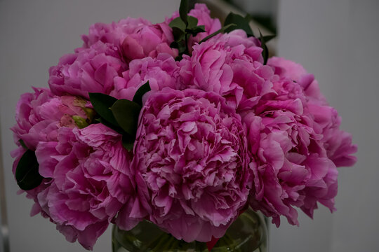 Lush Bouquet of Pink Peonies with Green Foliage. A close-up shot of a round, elegant bouquet of lush pink peony flowers in full bloom, accented with dark green leaves and set against a minimalist mode