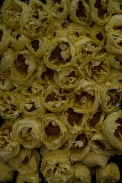 Full Frame Background of Cream Yellow Peony Flowers. A dense full-frame background of fresh, fully blooming cream yellow peonies with ruffled petals and visible dark stamens, perfect for floral textur