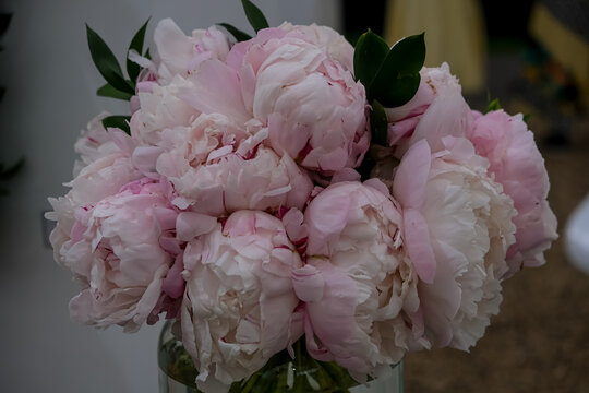 Elegant Blush Pink Peony Arrangement in Glass Vase. A close-up shot of a full, elegant bouquet of soft blush pink and white peony blossoms with delicate ruffled petals and dark green leaves, arranged 