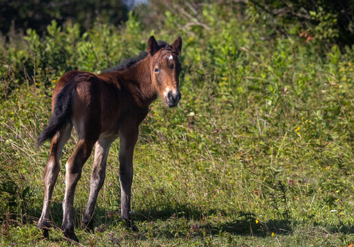 Leggy Bay Pony Foal Standing in Morning Light