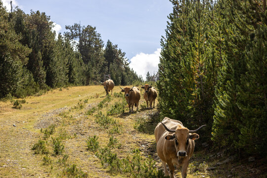 Groupe de vaches Aubrac en estive dans les Pyr&eacute;n&eacute;es marchant sur un sentier forestier bord&eacute; de conif&egrave;res et de v&eacute;g&eacute;tation