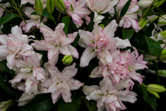 Full Frame Background of Pink-Edged White Roselily Double Flowers. A dense, full-frame shot of double oriental lilies (Lilium 'Roselily') with ruffled white petals edged in delicate pink and surrounde
