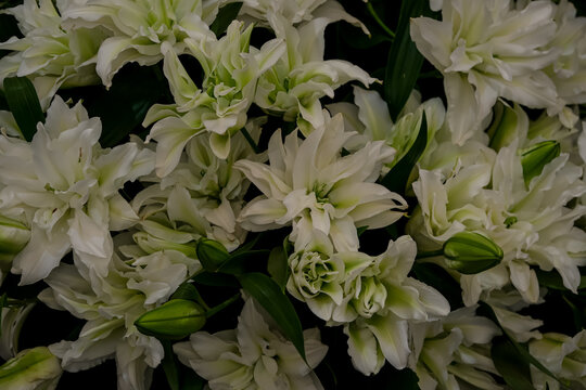 Full Frame Background of White Roselily Double Flowers. A dense full-frame photograph of double white lily blooms (Lilium 'Roselily') with light green accents and tight flower buds, showing layered ru