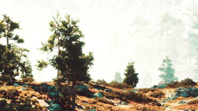 A serene landscape unfolds with tall trees lining a gentle slope, interspersed with rocky outcrops and patches of vibrant grass. Soft light creates a magical atmosphere.