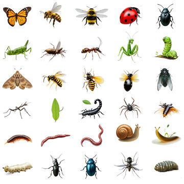 Set of Thirty Detailed Insect and Small Creature Icons Isolated on Transparent Background