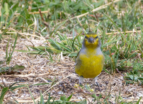 Venturon montagnard, Carduelis citrinella