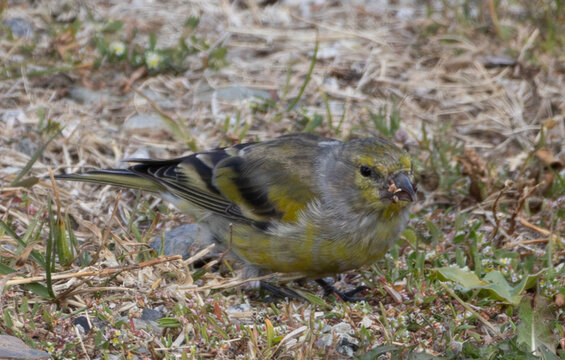 Venturon montagnard Carduelis citrinella bec plein de graines de pin