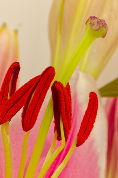 Macro close-up of lily stamens with vivid red-orange pollen and green pistil with stigma, pink and cream petals in soft focus background, botanical floral nature photograph