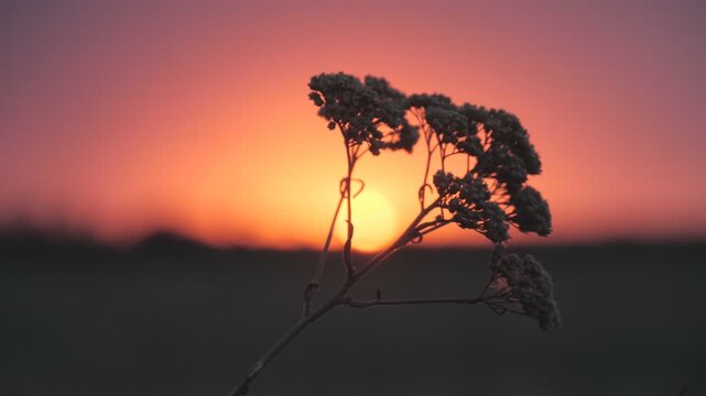 Silhouette of delicate flowering plant with narrow branches and seedheads at sunset, warm backlit glow over quiet horizon and colorful sky