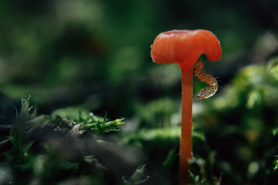 red mushroom in the grass