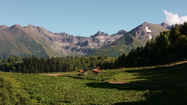 Cattle grazing in a mountain valley meadow