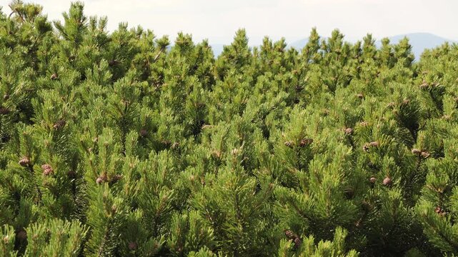 Mountainpine trees fill the landscape, moving slowly as the wind blows through the branches.