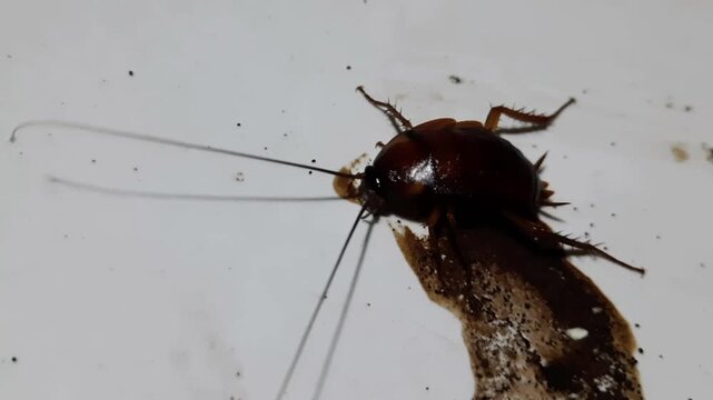 A brown cockroach is eating spilled coffee &ndash; An American cockroach is drinking spilled coffee on a white floor &ndash; Pests attracted to food