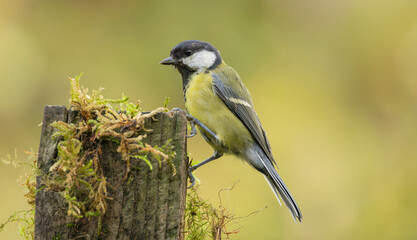 Close-Up Great Tit Perched on Mossy Wooden Post in Natural Soft Green Background © © Raymond Orton