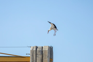 Fototapeta premium White Stork Landing Near Construction Crane on Concrete Structure Against Blue Sky