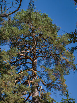 Tall Scotch Pine Tree Against Clear Blue Sky