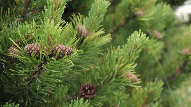 Mountainpine cones gradually appear on evergreen branches in a natural environment.