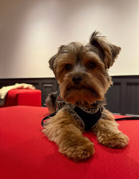Un chiot Yorkshire Terrier est allong&eacute; sur le canap&eacute;.	