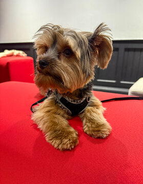 Un chiot Yorkshire Terrier est allong&eacute; sur le canap&eacute;.	