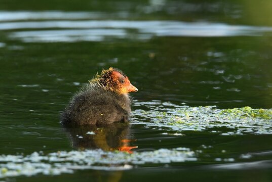 A young Eurasian coot chick (Fulica atra) swimming on calm pond water in warm evening light. The fluffy juvenile waterbird is illuminated by golden sunlight and surrounded by aquatic vegetation in its